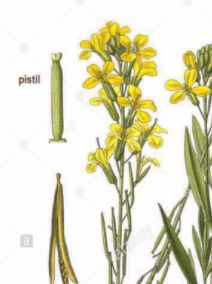 Giroflée ravenelle, Cheiranthus cheiri