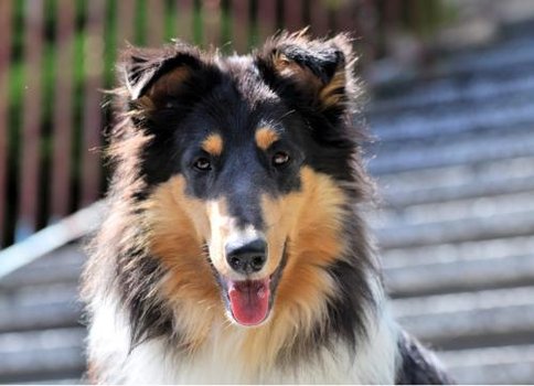 Anandi vom Kath'lberg – Rough Collie -Stammmutter und Seelenhund Anandi vom Kath'lberg – Rough Collie -Stammmutter und Seelenhund