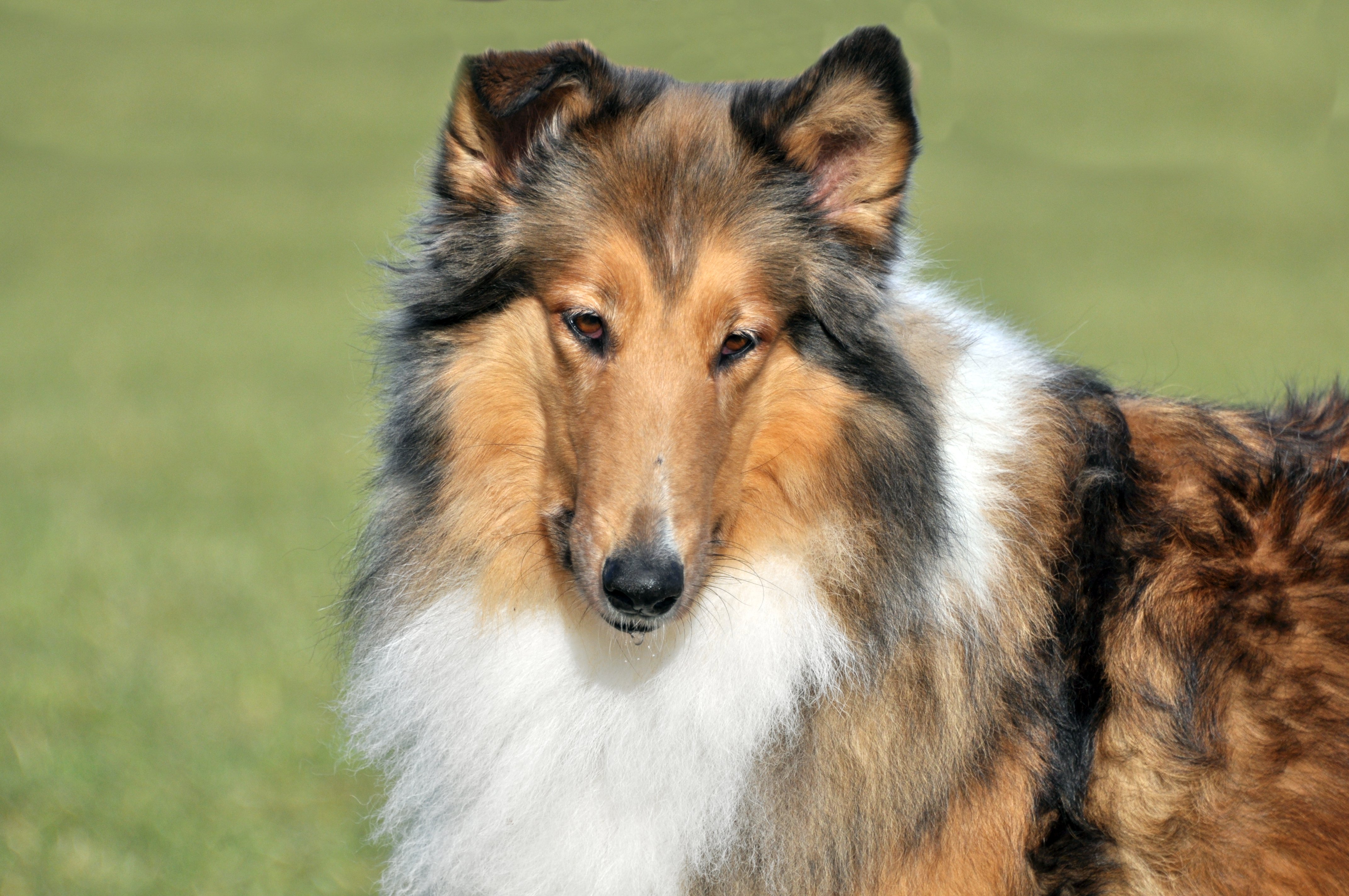 Iljana the Pride of Rough's  "Ivy" *07.11.2008&nbsp; + 16.01.2019