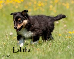 Lalitha