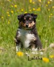Lalitha