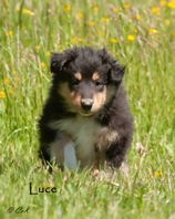 Luce