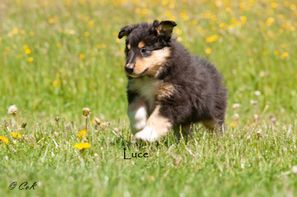 Luce