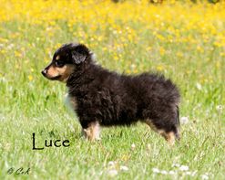 Luce