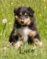Luce