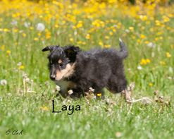 Laya