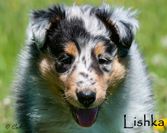 Lishka