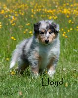 Lloyd