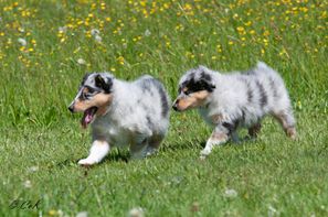 Lishka und Lloyd