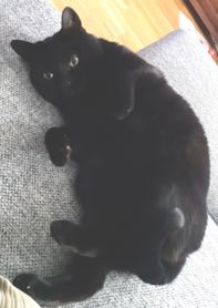 Bagira.