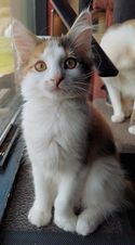 Freyja.