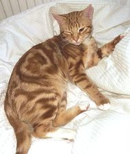 Gaffi (Garfield).