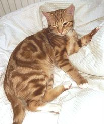 Gaffi (Garfield).