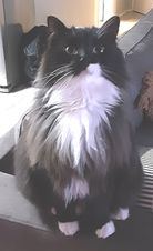 Hugo.