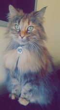 Nói.
