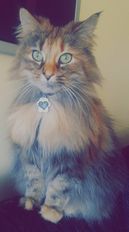 Ivy.