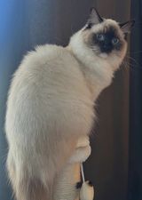 Jasmín.