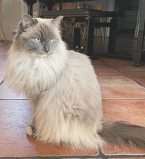 Kókos.