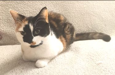 Kattý.