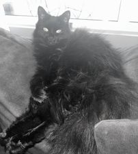 Kola.