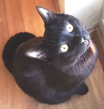 Kuro.