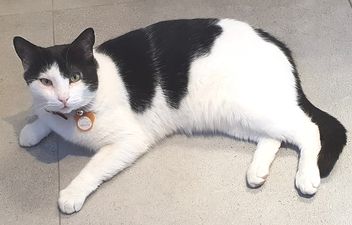 Láki.