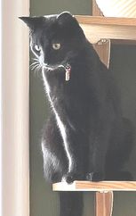 Loki.