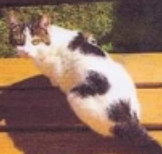 Mótó. TÝNDUR SÍÐAN 2011.