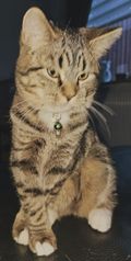 Múfasa (Músi).