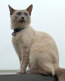 Mússý.