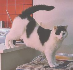 Maja.