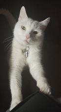 Marshmallow.