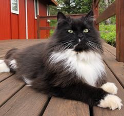 Moli.