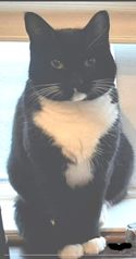 Sóti. 