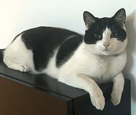 Nói.