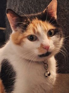 Nala.