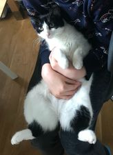 Oreo.