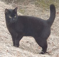 Skotti.