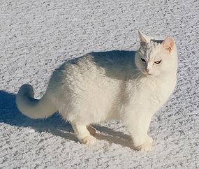 Snjóhvít. TÝND SÍÐAN 28. OKTÓBER 2023.