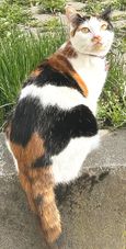Stella.