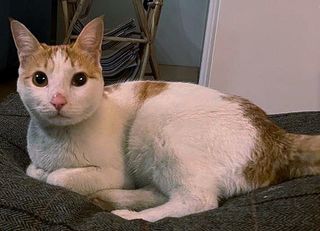 Sultan.