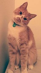 Tofik.