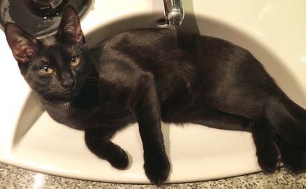 Zorro. 