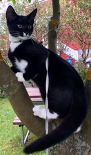 Zorro. TÝNDUR SÍÐAN 17. SEPTEMBER 2021.