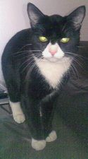 Zorro. 