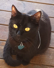 Kúri.