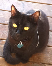 Kúri.
