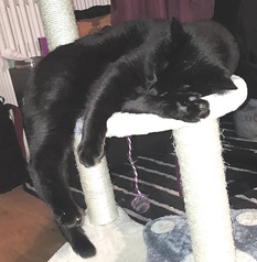 Loki.