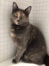 Gríma.