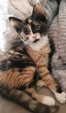 Nala.